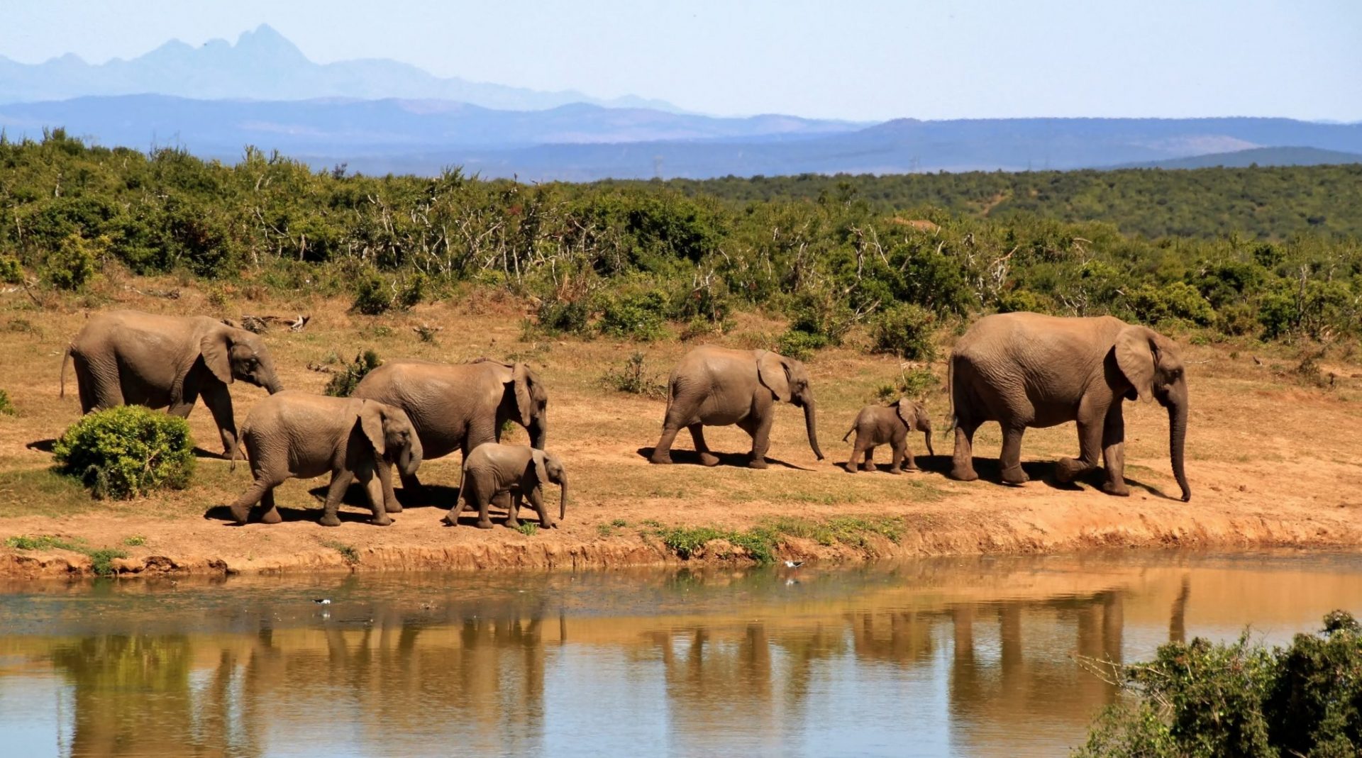 7-elephants-walking-beside-body-of-water-during-daytime