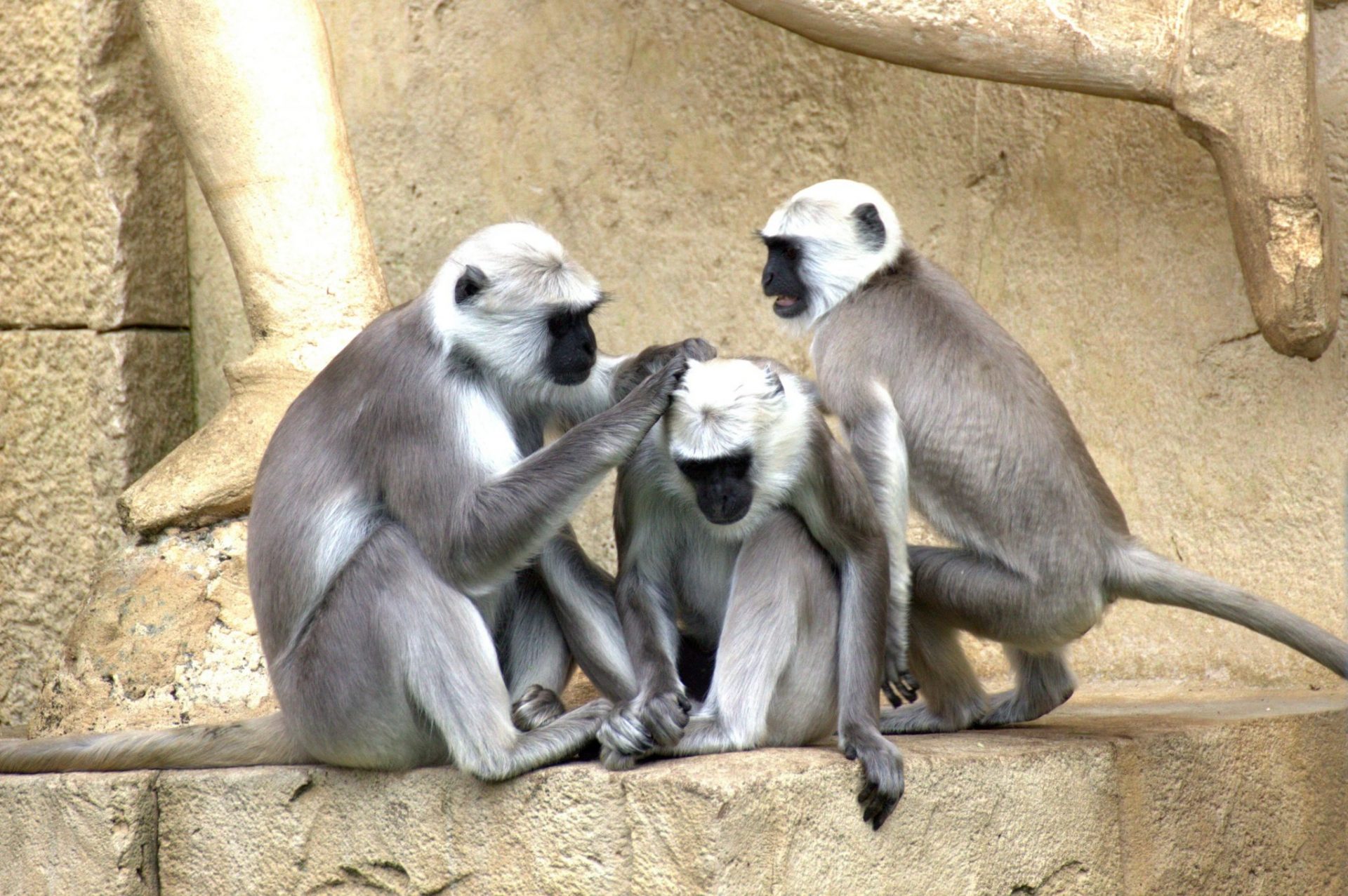 Gray langurs or Hanuman langurs