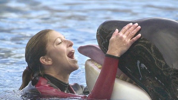 The whale trainer spending time with whale