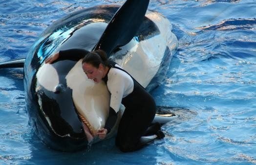 Whale trainer hugging the whale