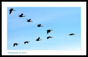 leadership birds flying