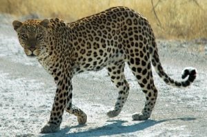 leopard spots