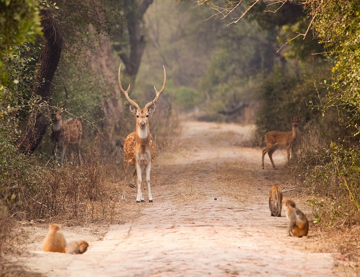 monkey and deer